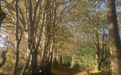 Embracing Autumn
